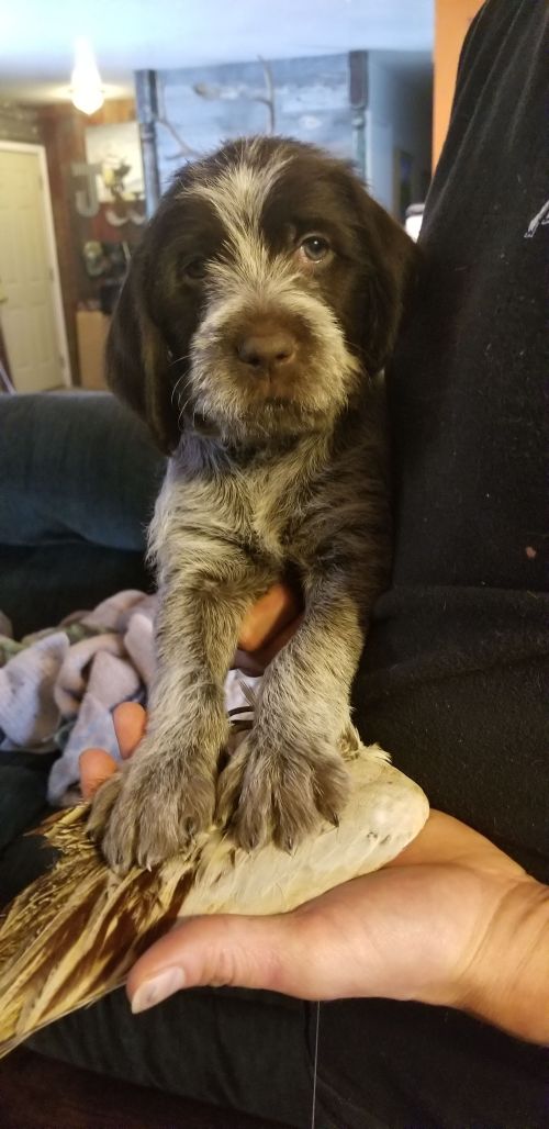 Wirehaired Pointing Griffon Pup