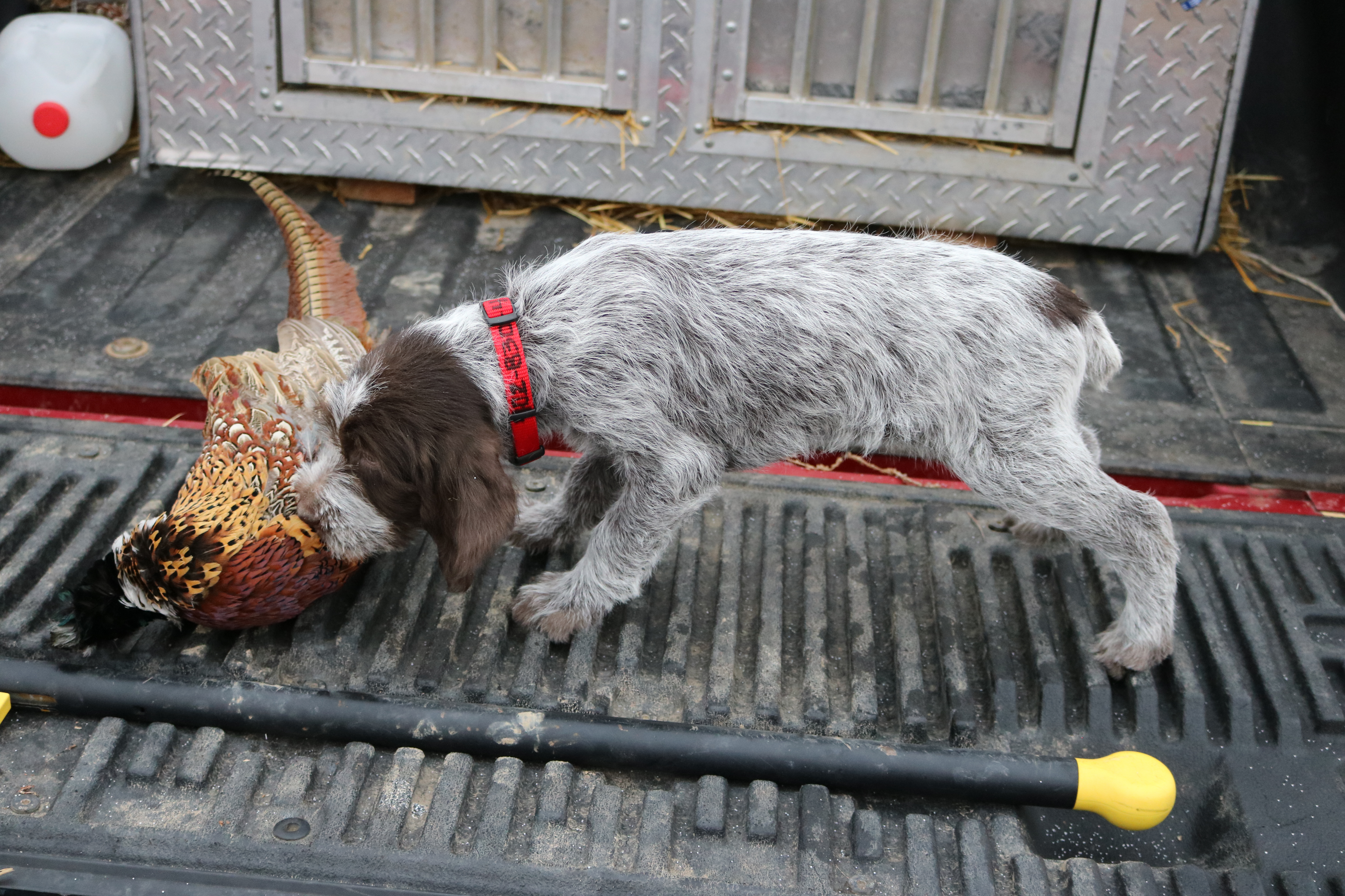 Wirehaired Pointing Griffon First Pheasant Eight Weeks