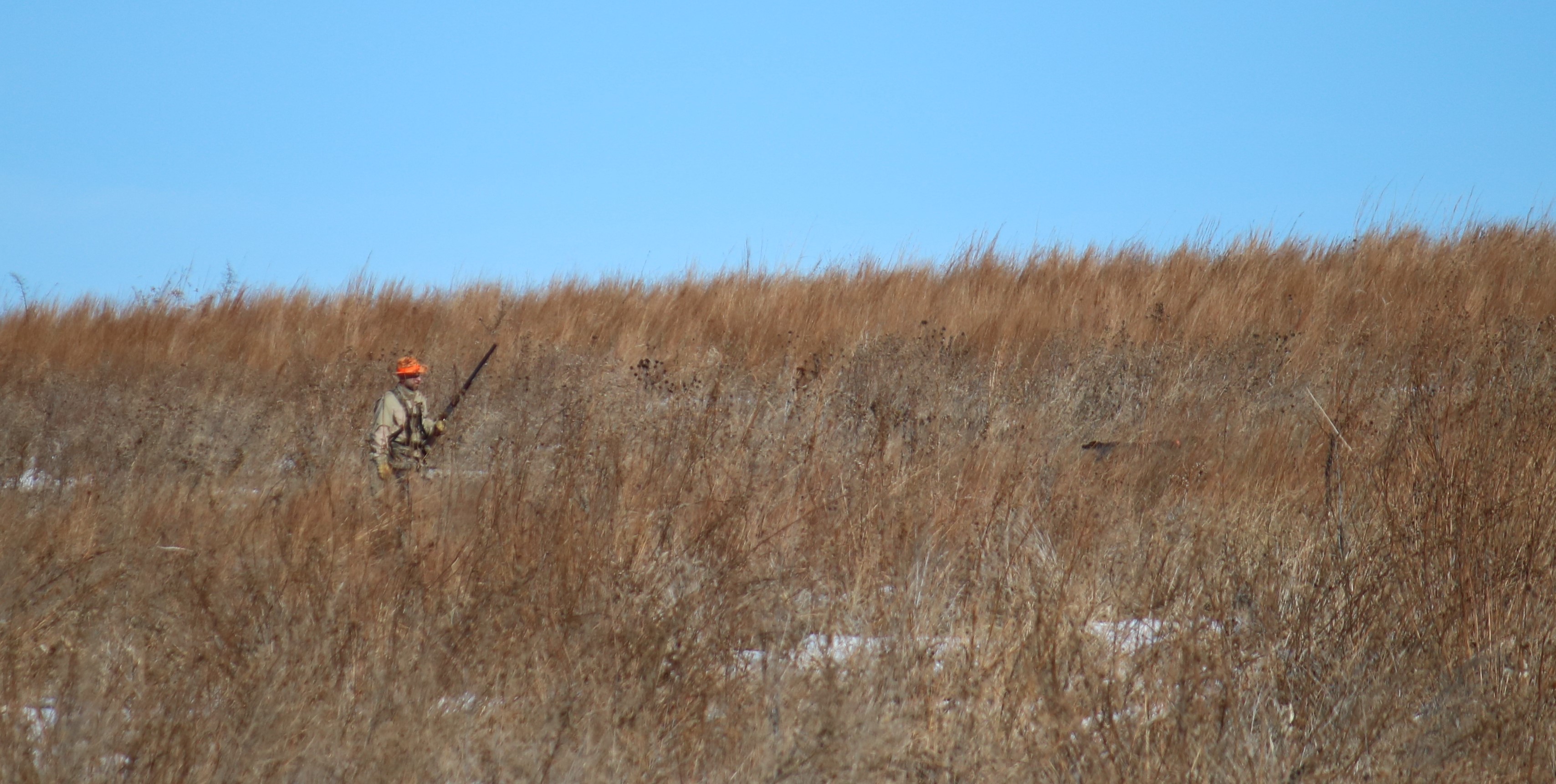 Wirehaired Pointing Griffon On Point
