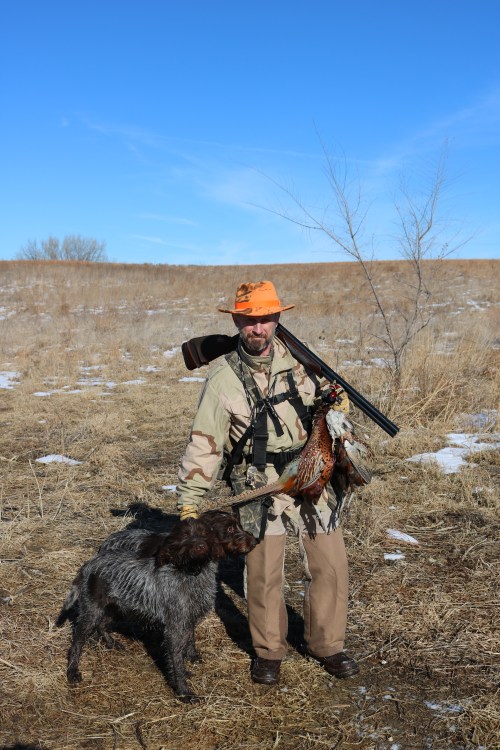 Wirehaired Pointing Griffon Pheasant and Quail