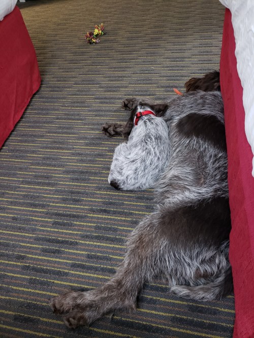 Wirehaired Pointing Griffons hotel