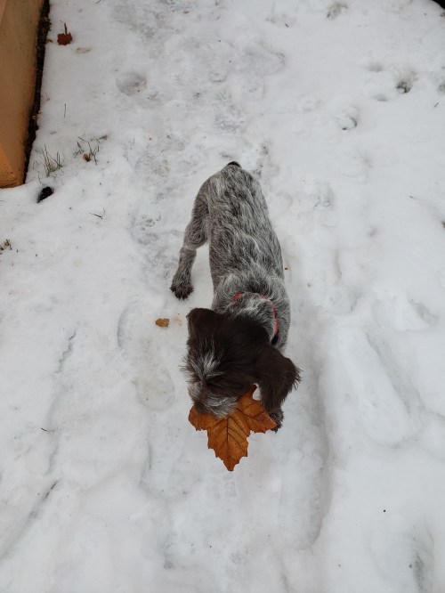 Wirehaired Pointing Griffon Puppy (3)