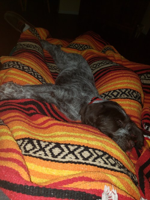 Wirehaired Pointing Griffon Puppy (4)