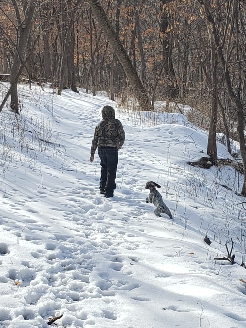 Wirehaired Pointing Griffon Puppy (5)