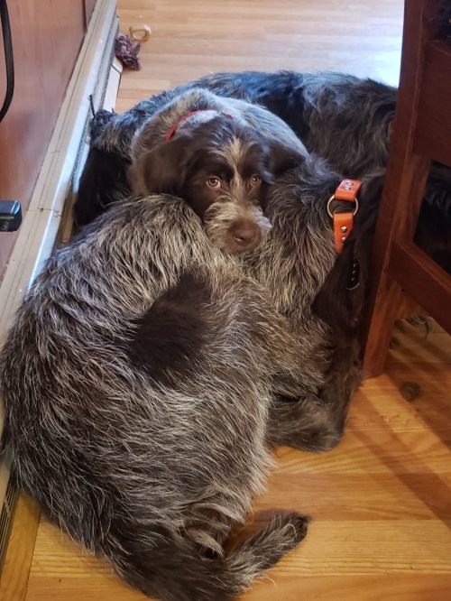 Wirehaired Pointing Griffon Puppy