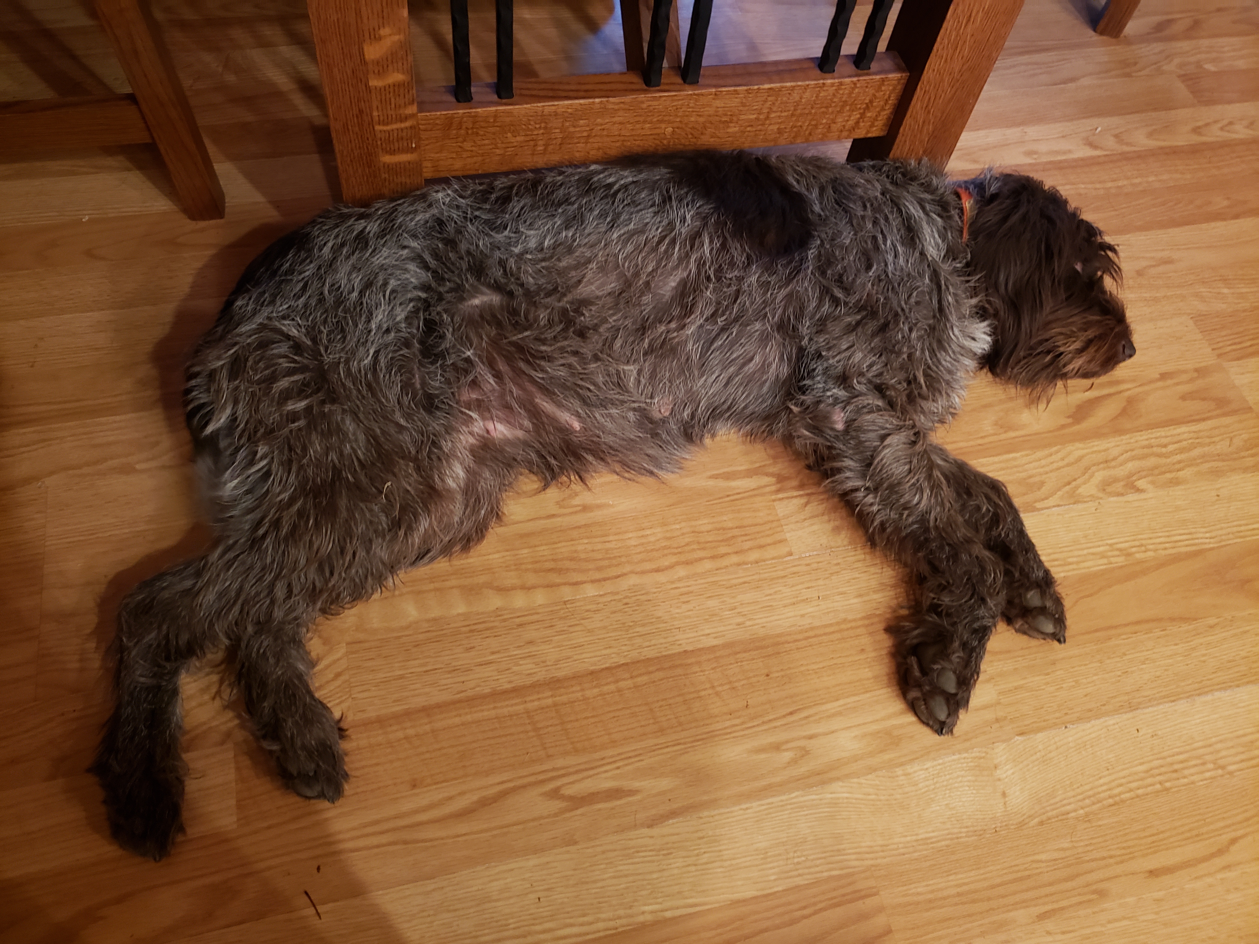 Pregnant Wirehaired Pointing Griffon
