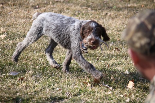 Wirehaired Pointing Griffon Puppy Retrieve