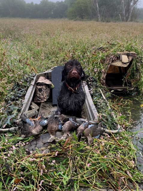 Bluestem Gus Wirehaired Pointing Griffon