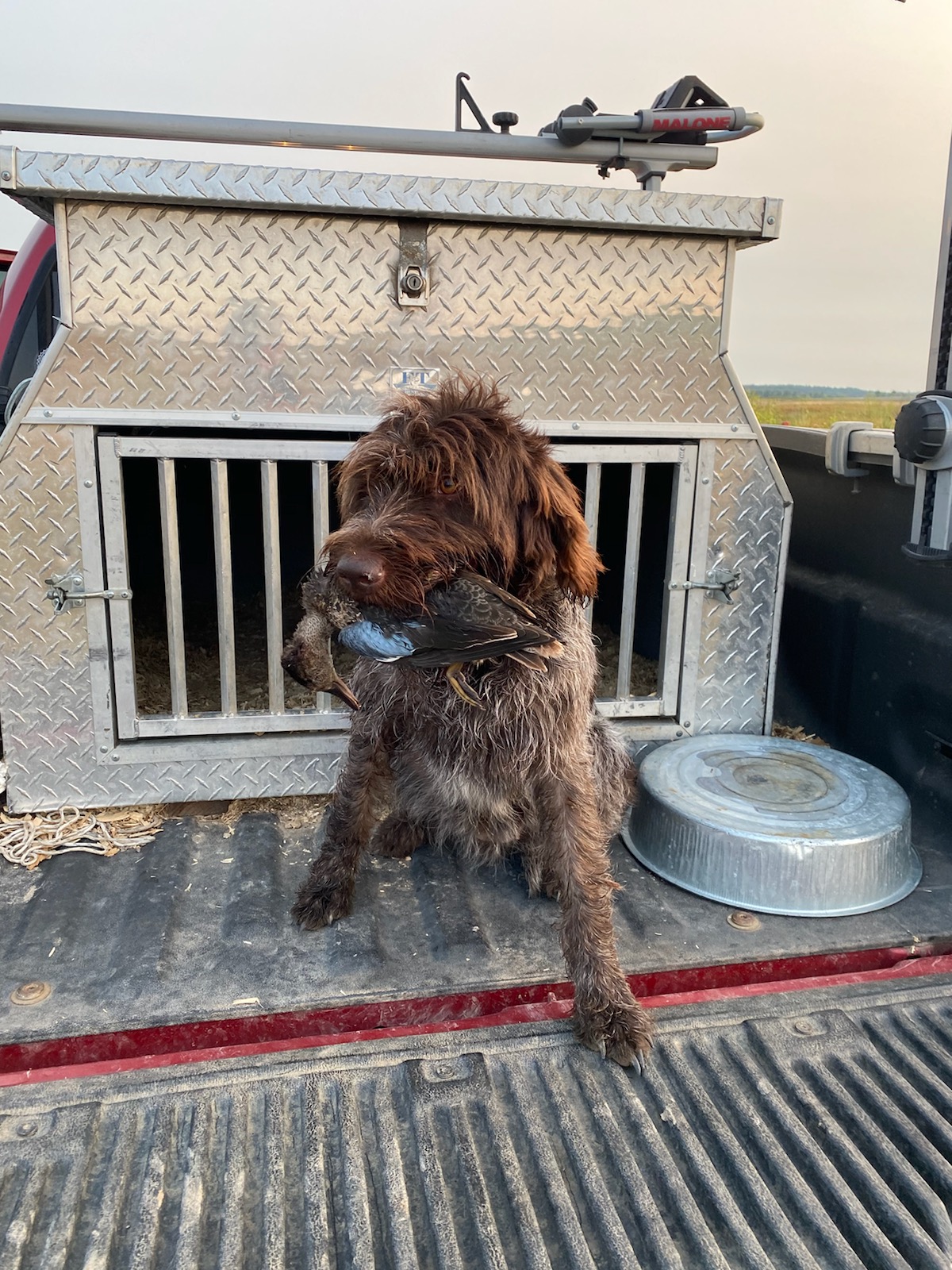 Hunting Wirehaired Pointing Griffon Teal