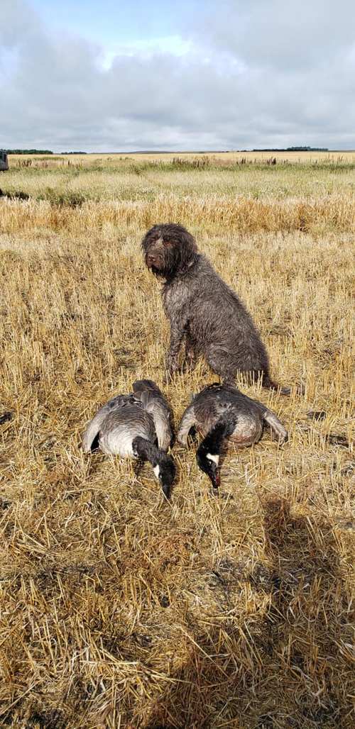 Desbattures Benelli Bro