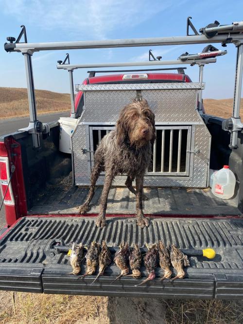 Snipe Limit Obi Oct 8