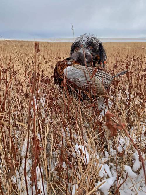 Bluestem TracHer 2020