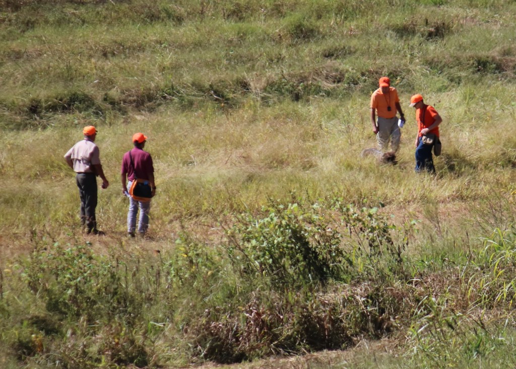 Wirehaired Pointing Griffon