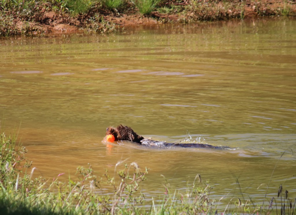 Wirehaired Pointing Griffon Water