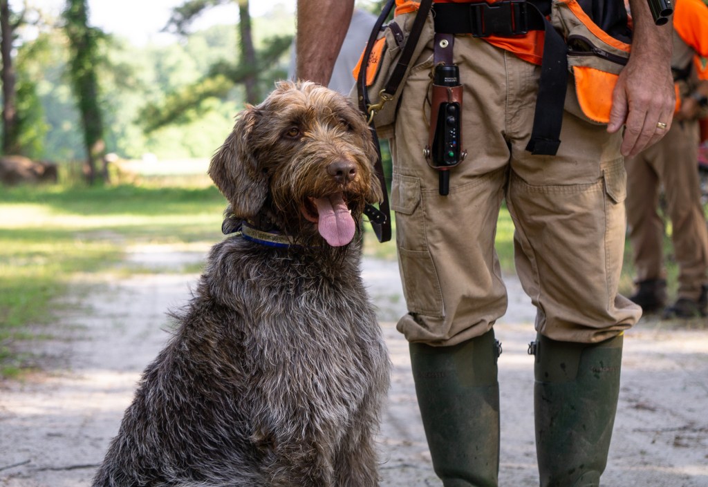 Hunting Wirehaired Pointing Griffon