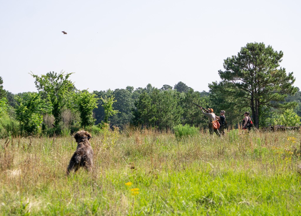 Hunting Wirehaired Pointing Griffon