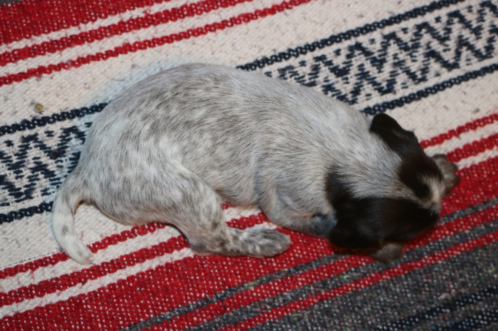 Hunting Wirehaired Pointing Griffons