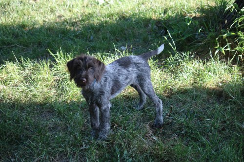 Hunting Wirehaired Pointing Griffons