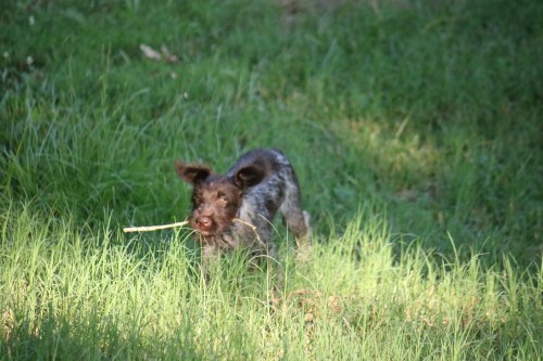 Hunting Wirehaired Pointing Griffon