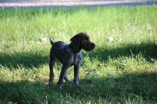 Hunting Wirehaired Pointing Griffon