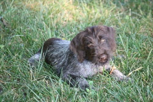 Hunting Wirehaired Pointing Griffon